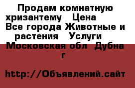 Продам комнатную хризантему › Цена ­ 250 - Все города Животные и растения » Услуги   . Московская обл.,Дубна г.